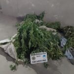 Policiales: un menor demorado y secuestro de plantas de marihuana tras persecución