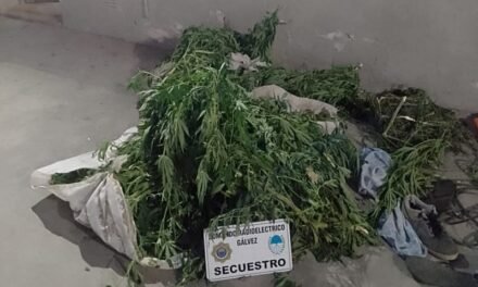 Policiales: un menor demorado y secuestro de plantas de marihuana tras persecución