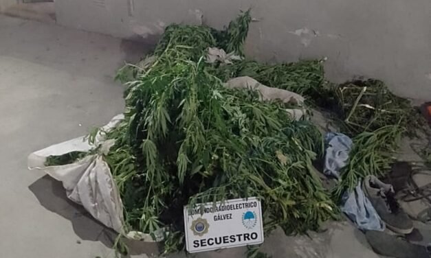 Policiales: un menor demorado y secuestro de plantas de marihuana tras persecución