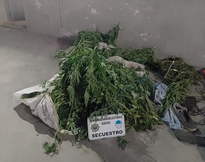 Policiales: un menor demorado y secuestro de plantas de marihuana tras persecución