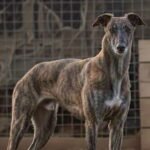 VISITAR LOS ANIMALES DE RESERVA… muchísimas historias esperan por un final feliz