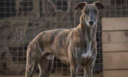 VISITAR LOS ANIMALES DE RESERVA… muchísimas historias esperan por un final feliz