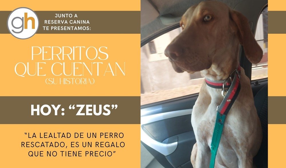 Adoptar no es sólo dar un hogar… es devolverle sentido a una vida
