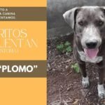 «NO HAY MALOS DÍAS EN CASA, SI TIENES UN PERRO ESPERÁNDOTE»