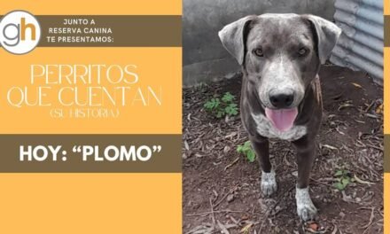 «NO HAY MALOS DÍAS EN CASA, SI TIENES UN PERRO ESPERÁNDOTE»