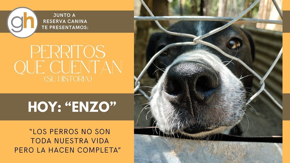 «Los perros no son toda nuestra vida, pero la hacen completa»