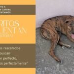 «Los perros rescatados no buscan el hogar perfecto, sólo ser amados perfectamente»