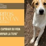 Robertito es un bombón y está en adopción 