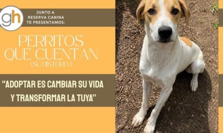 Robertito es un bombón y está en adopción 