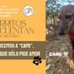 “Los perros no son toda nuestra vida, pero la completan”