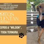 «Un amor a primera vista, puede tener 4 patas»