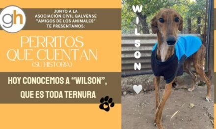 «Un amor a primera vista, puede tener 4 patas»