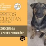 «No eligió vivir en la calle, pero hoy sí elige darte todo su amor»