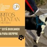 «Adoptar no es una moda, es amor del bueno»