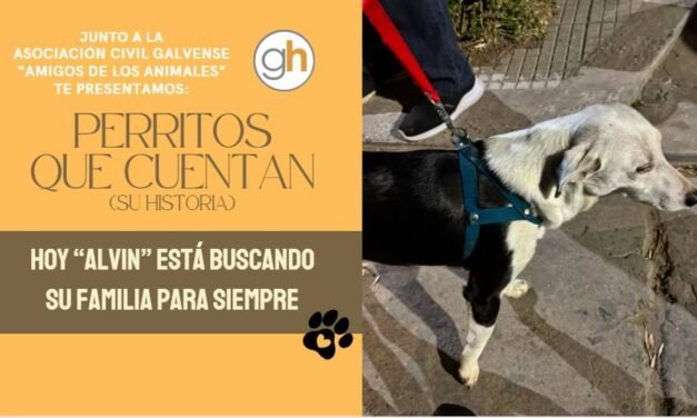 «Adoptar no es una moda, es amor del bueno»