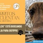 «El hogar es donde un perro corre a recibirte»