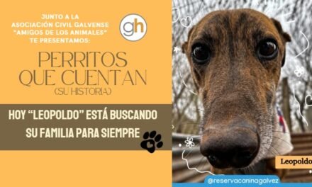 «El hogar es donde un perro corre a recibirte»