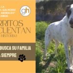 «Un refugio de animales es el lugar donde empiezan las grandes historias: sé parte de ellas»
