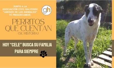 «Un refugio de animales es el lugar donde empiezan las grandes historias: sé parte de ellas»