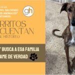 «No sientas lástima por un perro de un refugio: adopta uno»