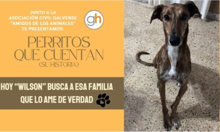 «No sientas lástima por un perro de un refugio: adopta uno»